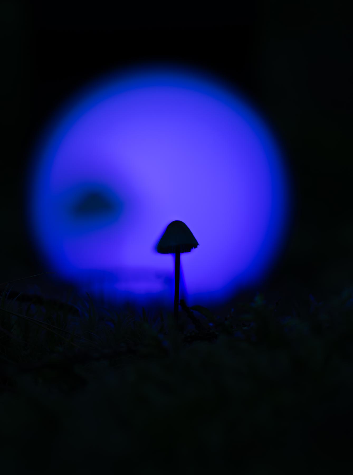 Kleiner Pilz vor blauem Lichtkreis in der Dunkelheit