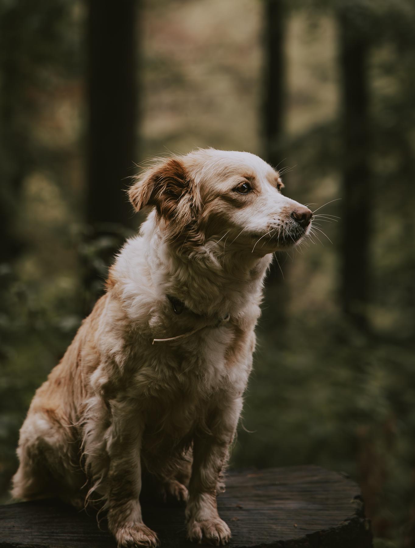 Hund sitzt auf einem Baumstumpf im Wald