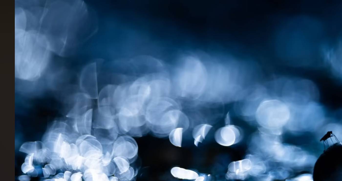 Fliege auf einem Stein vor blauem Bokeh