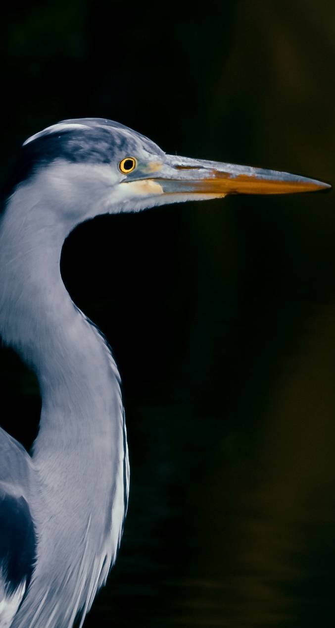 Graureiher im Profil vor dunklem Wasser