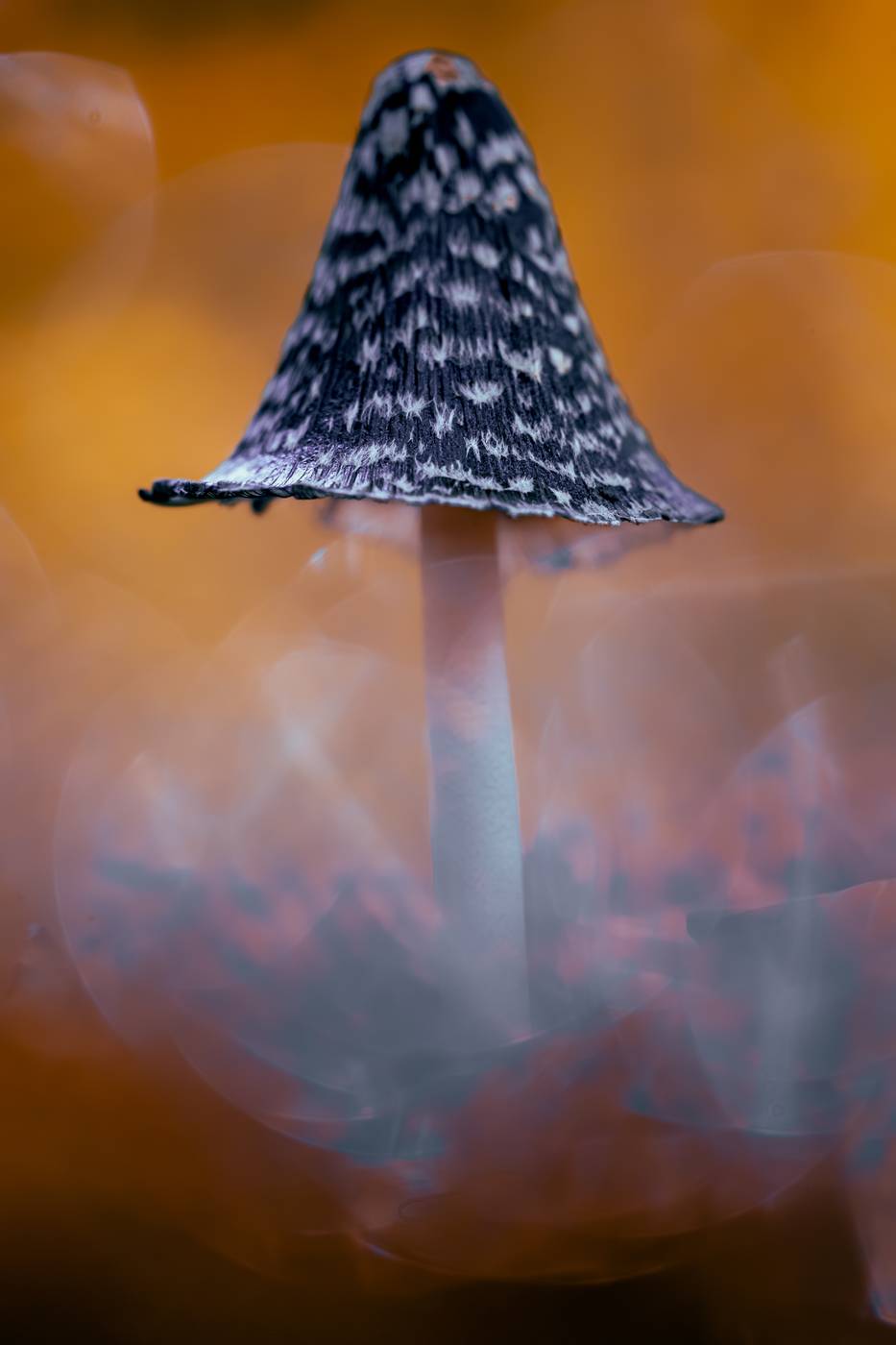 Tintling vor orangefarbenem Bokeh