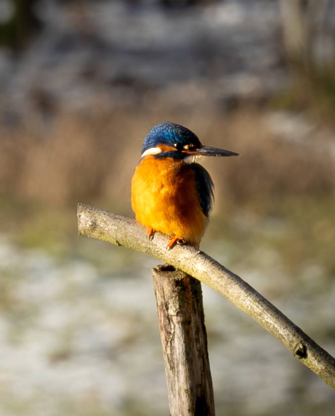 Eisvogel auf einem Ast