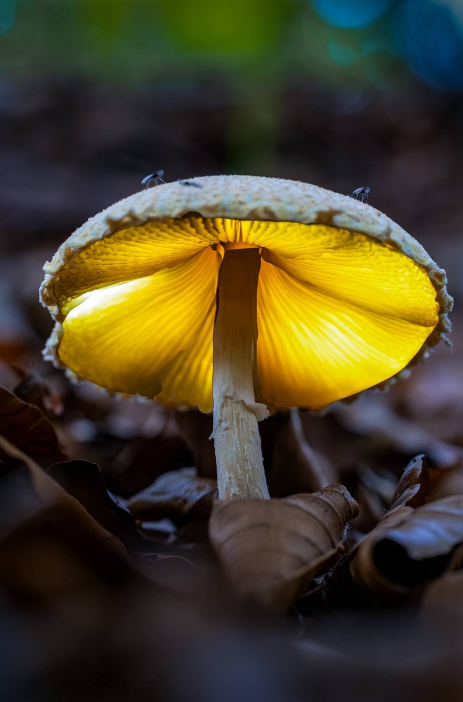 Pilz mit gelb leuchtenden Lamellen im Laub