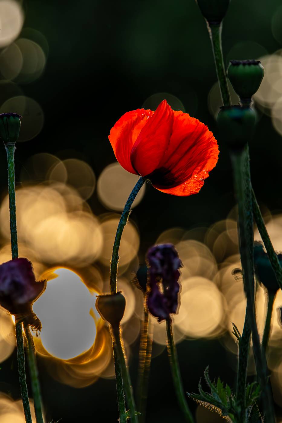 Rote Mohnblüte im Gegenlicht
