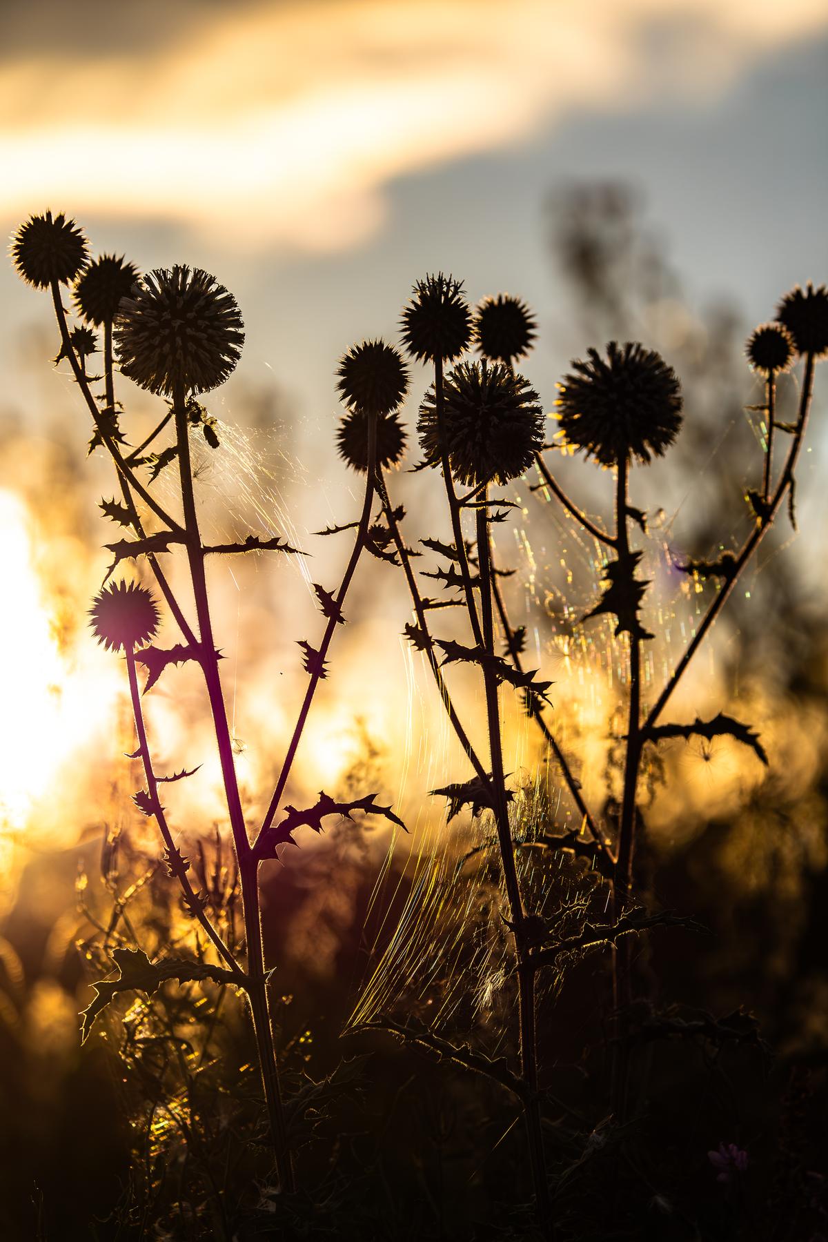 Kugeldisteln im goldenen Abendlicht