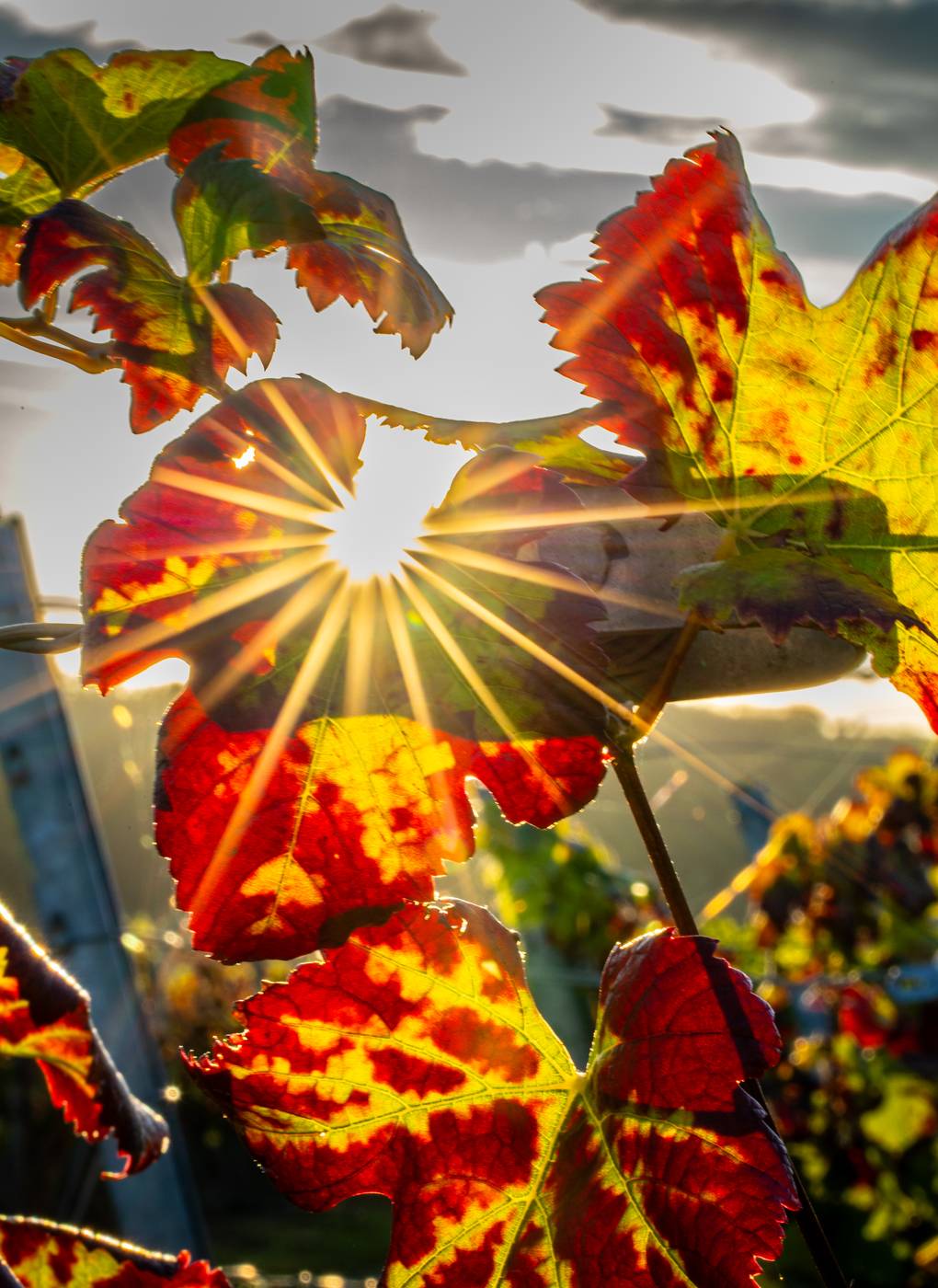 Rote Weinblätter mit Sonnenstern