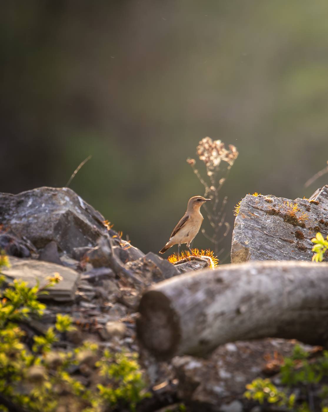 Kleiner Vogel auf Felsen im Abendlicht